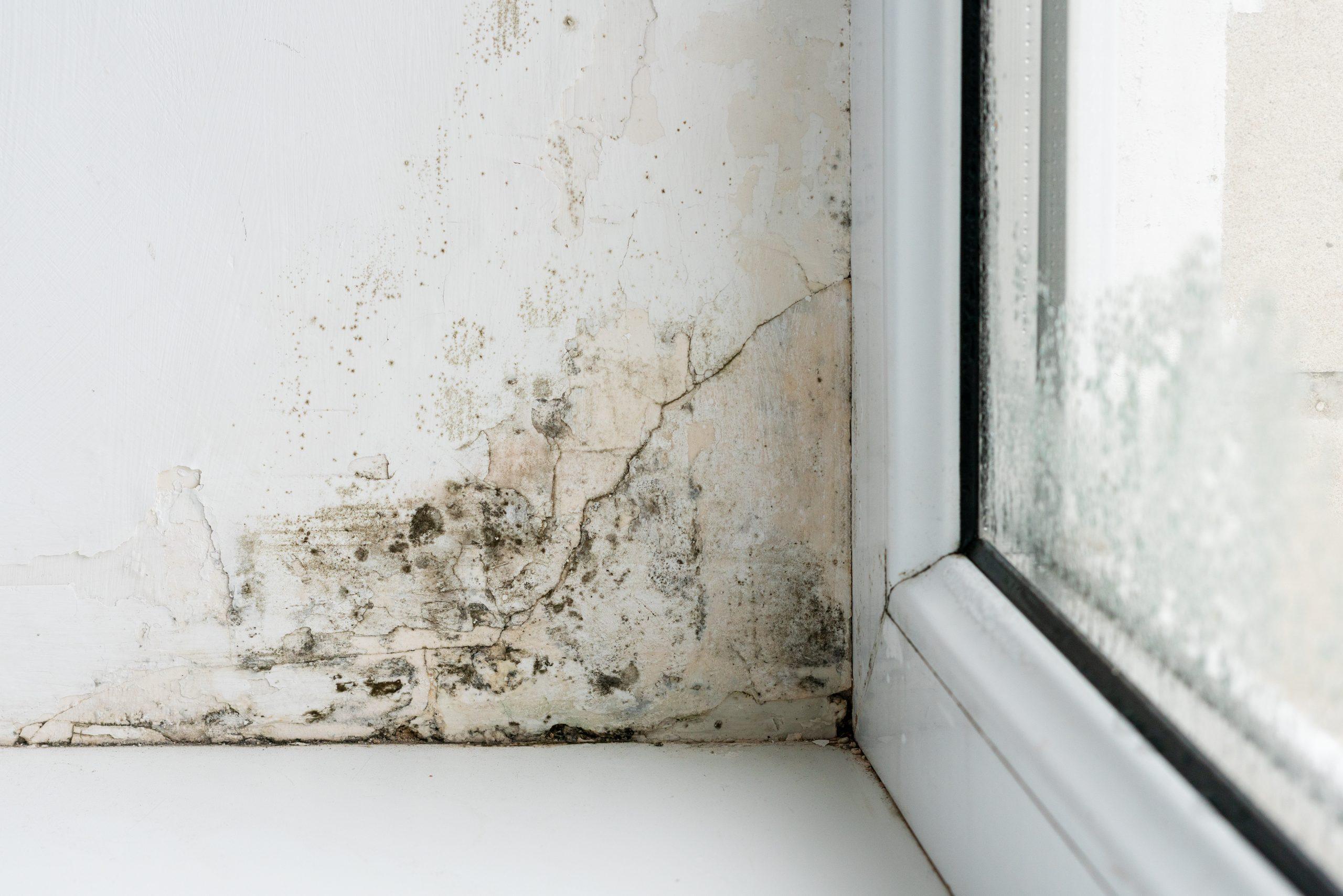 Humidité dans la salle de bain avec moisissure au plafond